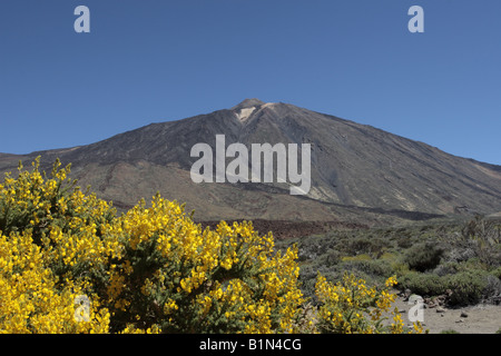 Mount Teide rises up behind a bright yellow Gorse bush in June Las Canadas del Teide national park Tenerife Canary Islands Stock Photo