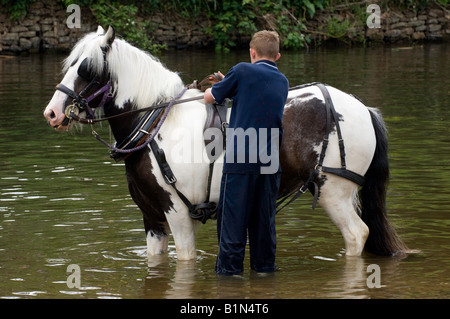 Washing horses in the River Eden at the ancient Appleby Horse Fair held each June Stock Photo