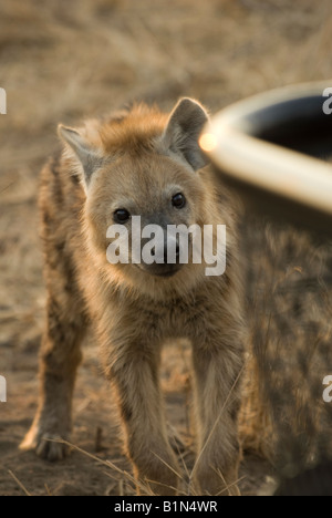 Hyena puppy next to the offroader Stock Photo