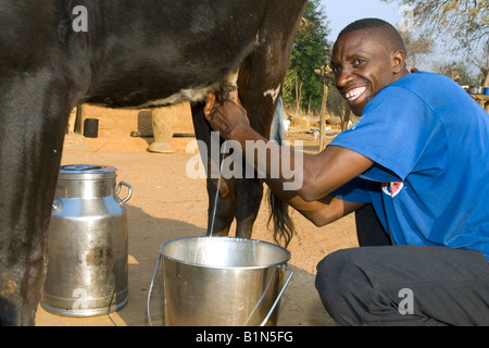 Milk production on a small holder farm in Magoye, Zambia Stock Photo