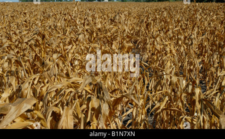 Corn crop failure due to drought in South Texas. Almost a total loss. Stock Photo