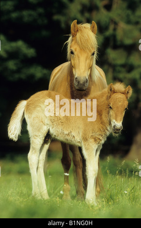 Icelandic Horse (Equus caballus), mare with foal standing on a meadow Stock Photo