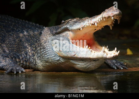 Singapore South East Asia Zoo Crocodile in Water Stock Photo