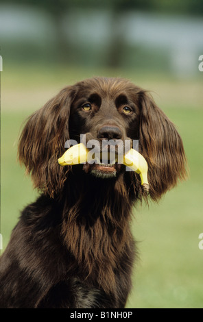 German Long-haired Pointer (Canis lupus familiaris), male carrying banana Stock Photo