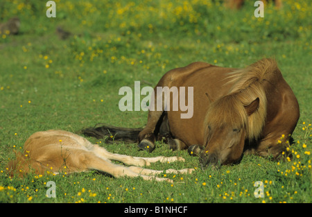 Icelandic Horse (Equus caballus), mare with foal sleeping on a meadow Stock Photo