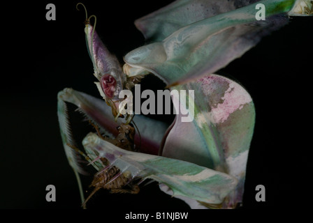 Devil mantis eating cricket Stock Photo