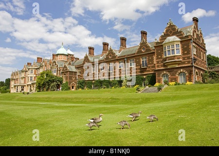 Geese grazing on lawn Sandringham house Queens country residence near Kings Lynn Norfolk UK