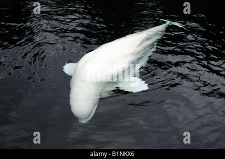 White Adult Beluga Whale Vancouver Aquarium British Columbia Canada Stock Photo