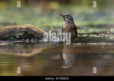 Common Whitethroat Sylvia communis at pond bathing with reflection in water Potton Bedfordshire Stock Photo