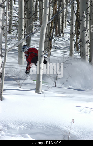 Snowboarder enjoying powder in an aspen grove Stock Photo