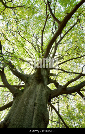 Beech tree in early spring. Latin name: Fagus sylvatica Stock Photo