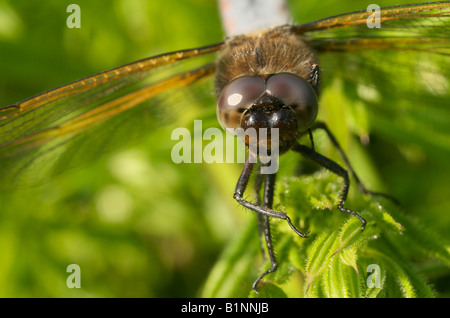 Adult scarce chaser dragonfly [Libellula fulva] Stock Photo