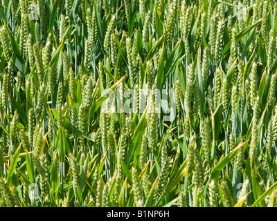 Young unripe Wheat close up in Springtime, UK Stock Photo