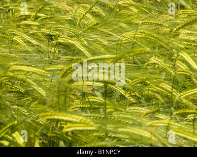 Barley crop close up UK Stock Photo