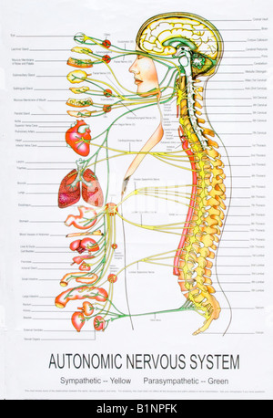 Autonomic nervous system Stock Photo - Alamy