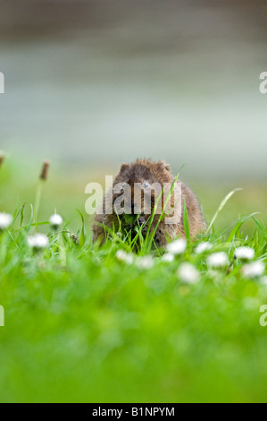 Water vole (Arvicola terrestris). Stock Photo