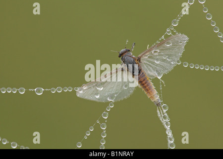 Mayfly Stock Photo
