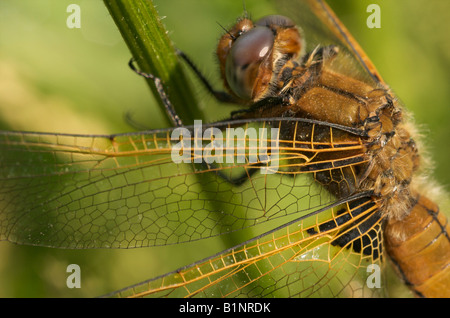 immature scarce chaser dragonfly Stock Photo