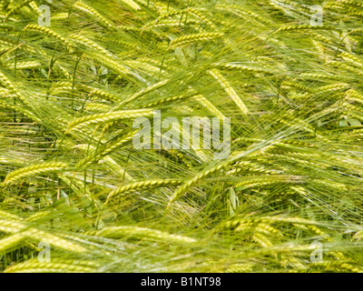 Young unripe Barley crop close up UK Stock Photo
