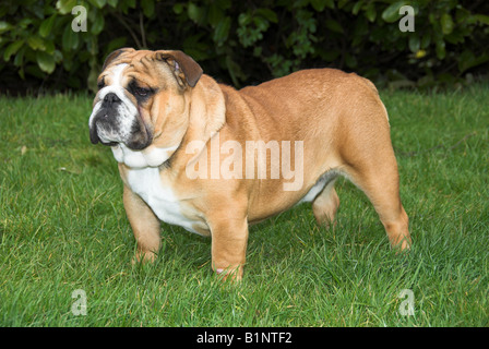 British Bulldog or English Bulldog, is a medium-size breed of dog that originated in England. Stock Photo