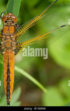 immature scarce chaser dragonfly Stock Photo