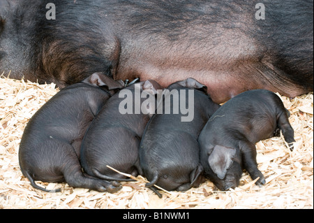 Large Black sow laid down with piglets suckling in pen with wooden chippings Edinburgh Stock Photo