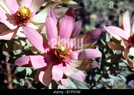 Spicy Conebush flower - Leucadendron tinctum-Family Proteaceae Stock Photo