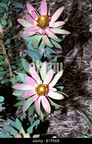 Spicy Conebush flower - Leucadendron tinctum-Family Proteaceae Stock Photo