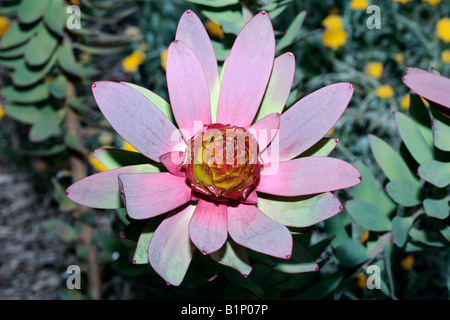 Spicy Conebush flower - Leucadendron tinctum-Family Proteaceae Stock Photo