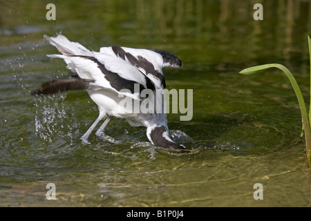 Avocet Recurvirostra avosetta bathing Pensthorpe Conservation Centre Fakenham Norfolk UK Stock Photo