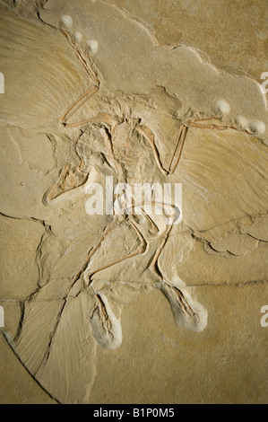 Bird fossil displayed at the Museum fur Naturkunde natural history museum located in Berlin, Germany Stock Photo