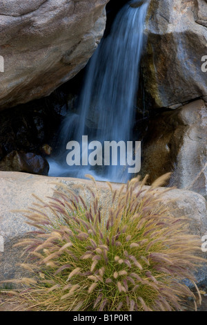 Grasses in front of a small waterfall at the First Palm Oasis Borrego Palm Canyon Anza Borrego Desert State Park California Stock Photo