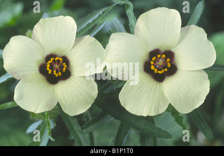 Hibiscus trionum (Flower-of-an-hour) Stock Photo