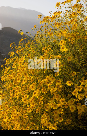 Brittlebush Encelia farinosa wildflowers in the hills above Rancho Mirage California Stock Photo