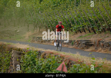 Radfahrer in den Weinbergen rund um Bad Neuenahr Ahrweiler und Eifel Mit MR Stock Photo