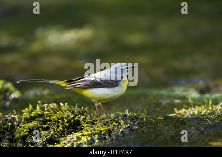 Grey wagtail (Motacilla cinerea) Stock Photo