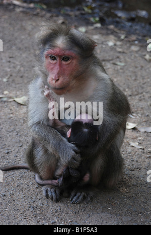 Bonnet monkey species Macaca Radiata in Periyar national park, India Stock Photo