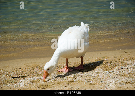 White Pekin Duck Stock Photo