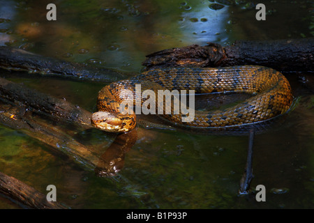 A Cottonmouth Water Moccasin snake lays in wait for prey in the Francis Beidler Forest located in South Carolina Stock Photo