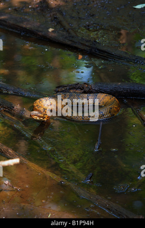 A Cottonmouth Water Moccasin snake lays in wait for prey in the Francis Beidler Forest located in South Carolina Stock Photo