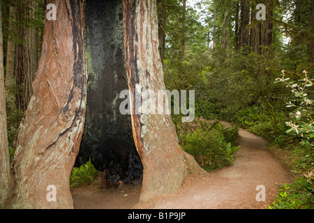 A redwood tree is hollowed out at its base along a hiking trail, Redwood National Park, California, USA. Stock Photo