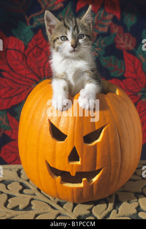 Kitten in outlet pumpkin