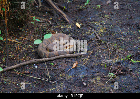 A Cottonmouth Water Moccasin snake lays in wait for prey in the Francis Beidler Forest located in South Carolina Stock Photo