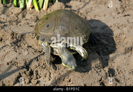 Nicaraguan Slider Trachemys venusta emolli aka Trachemys scripta emolli