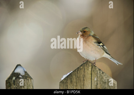 Common Chaffinch Fringilla coelebs adult perched on fence Zug Switzerland December 2007 Stock Photo