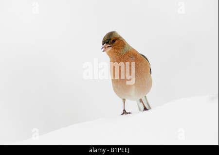 Common Chaffinch Fringilla coelebs adult perched on snow Zug Switzerland December 2007 Stock Photo