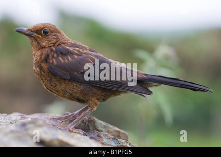 Juvenile Eurasian Blackbird (Turdus merula) perched on a stone wall Stock Photo