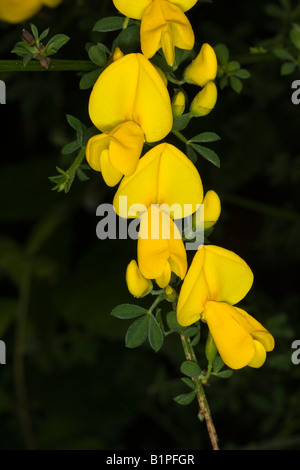 yellow Broom (Cytisus scoparius) flowers against a dark background Stock Photo