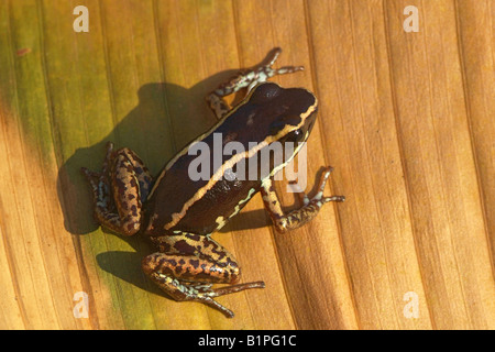 Phyllobattes lugubris on dry leaf Or Phyllobates vitatus LOVELY POISON FROG COSTA RICA Stock Photo