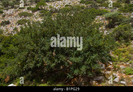 Carob tree Ceratonia siliqua growing in countryside near Malia on the Greek Mediterranean island of Crete GR EU Stock Photo